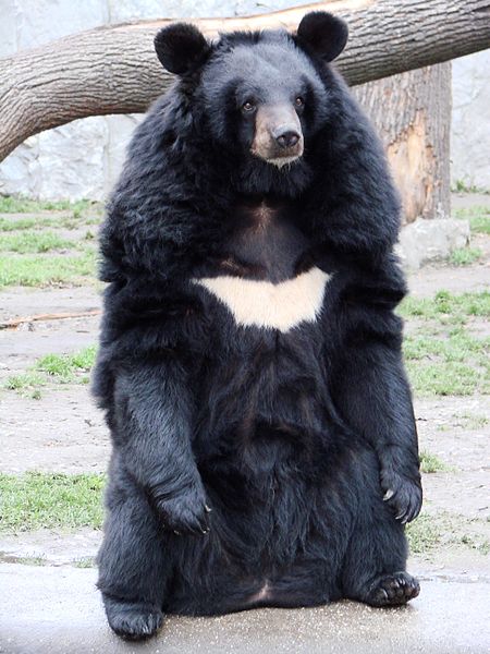 哺乳纲:日本黑熊1.jpg