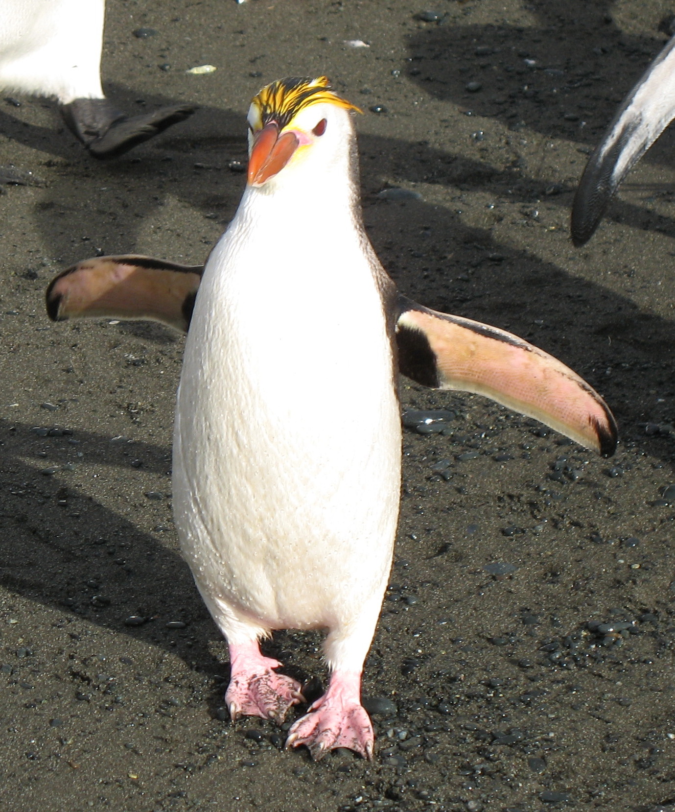 鸟纲:皇家企鹅现实1.jpg