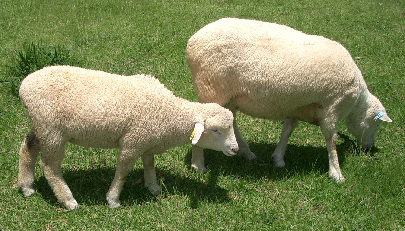 哺乳纲:绵羊1.jpg