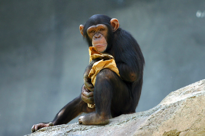 哺乳纲:黑猩猩1.jpg