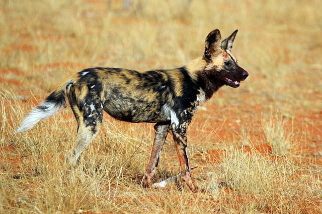 哺乳纲:非洲野犬1.jpg