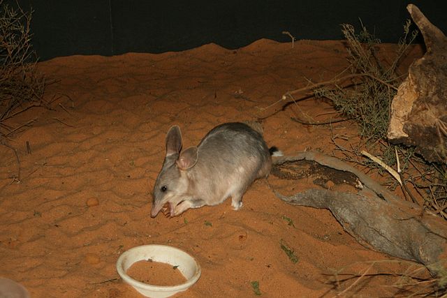 哺乳纲:兔耳袋狸1.jpg