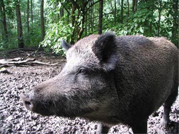 哺乳纲:琉球野猪1.jpg