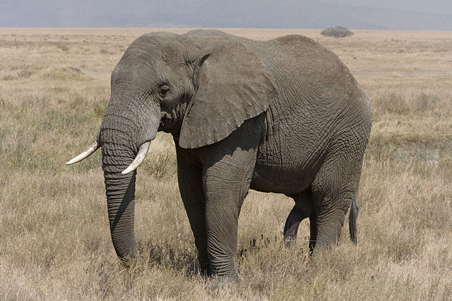 非洲象1.jpg