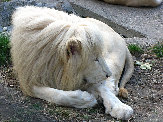 白狮1.jpg