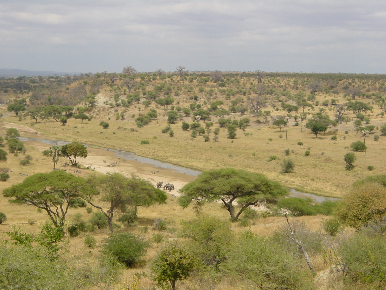 坦桑尼亚塔兰吉雷国家公园.jpg
