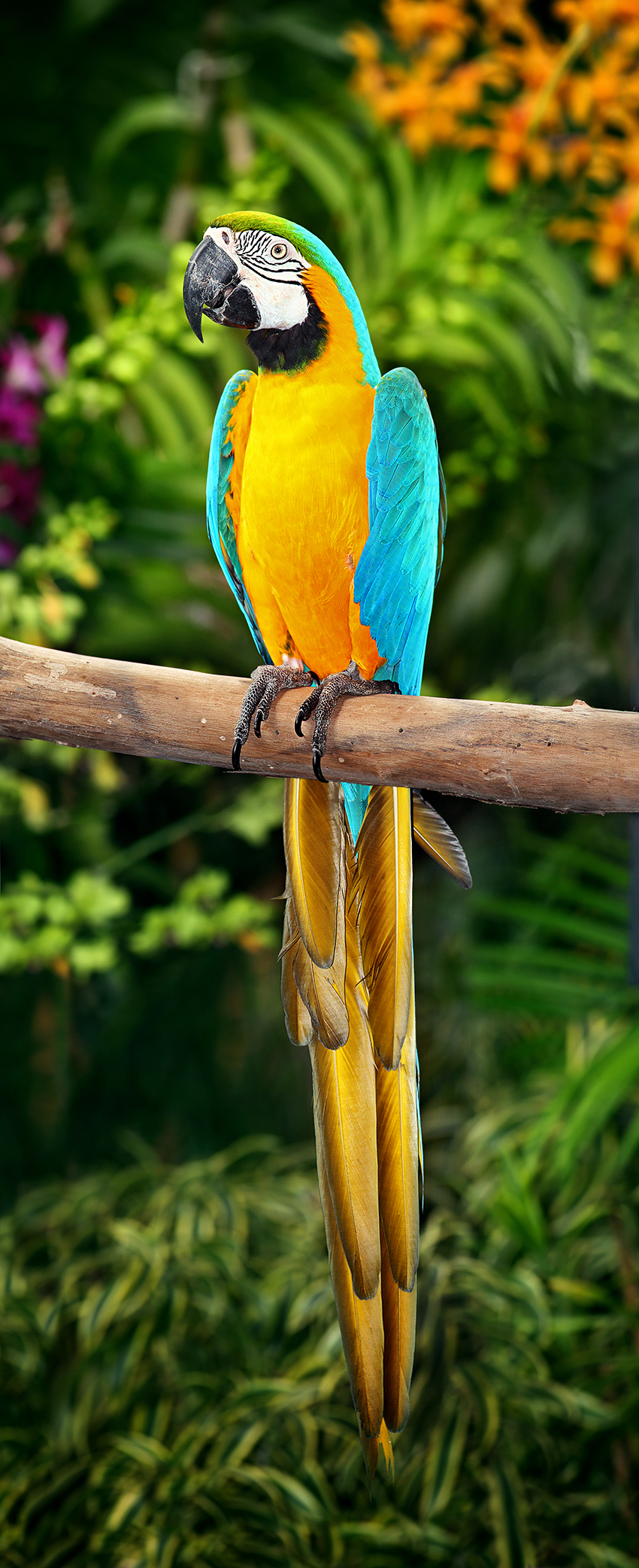 friends:鸟纲:blue-and-yellow-macaw.jpg