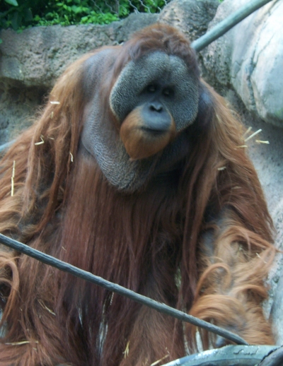 婆罗洲猩猩1.jpg