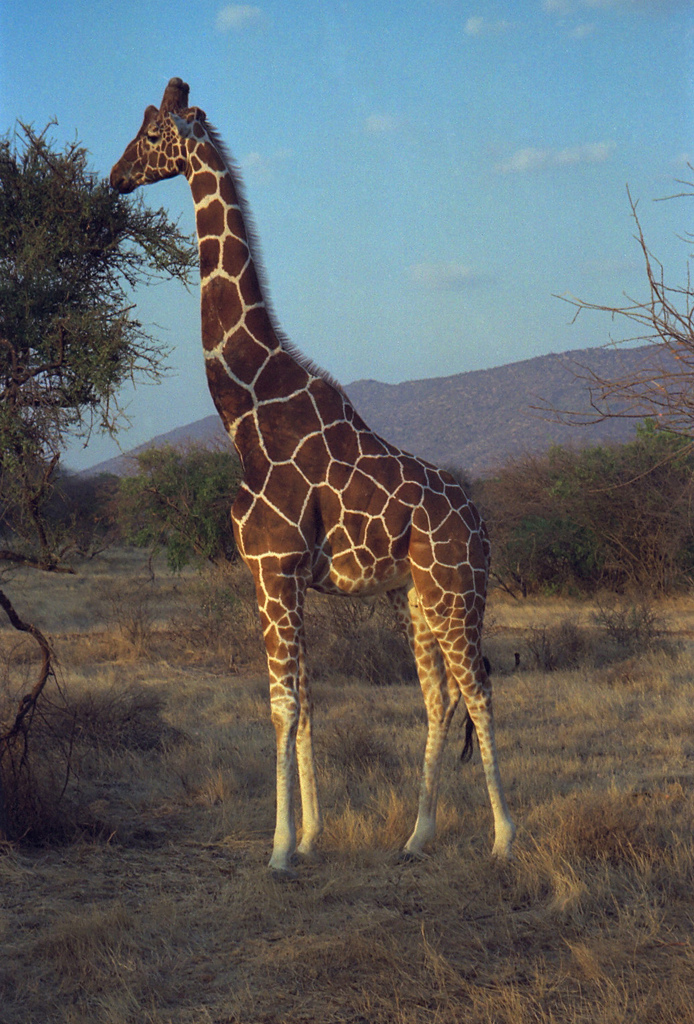 哺乳纲:网纹长颈鹿1.jpg