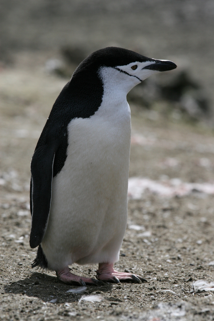 鸟纲:南极企鹅.jpg