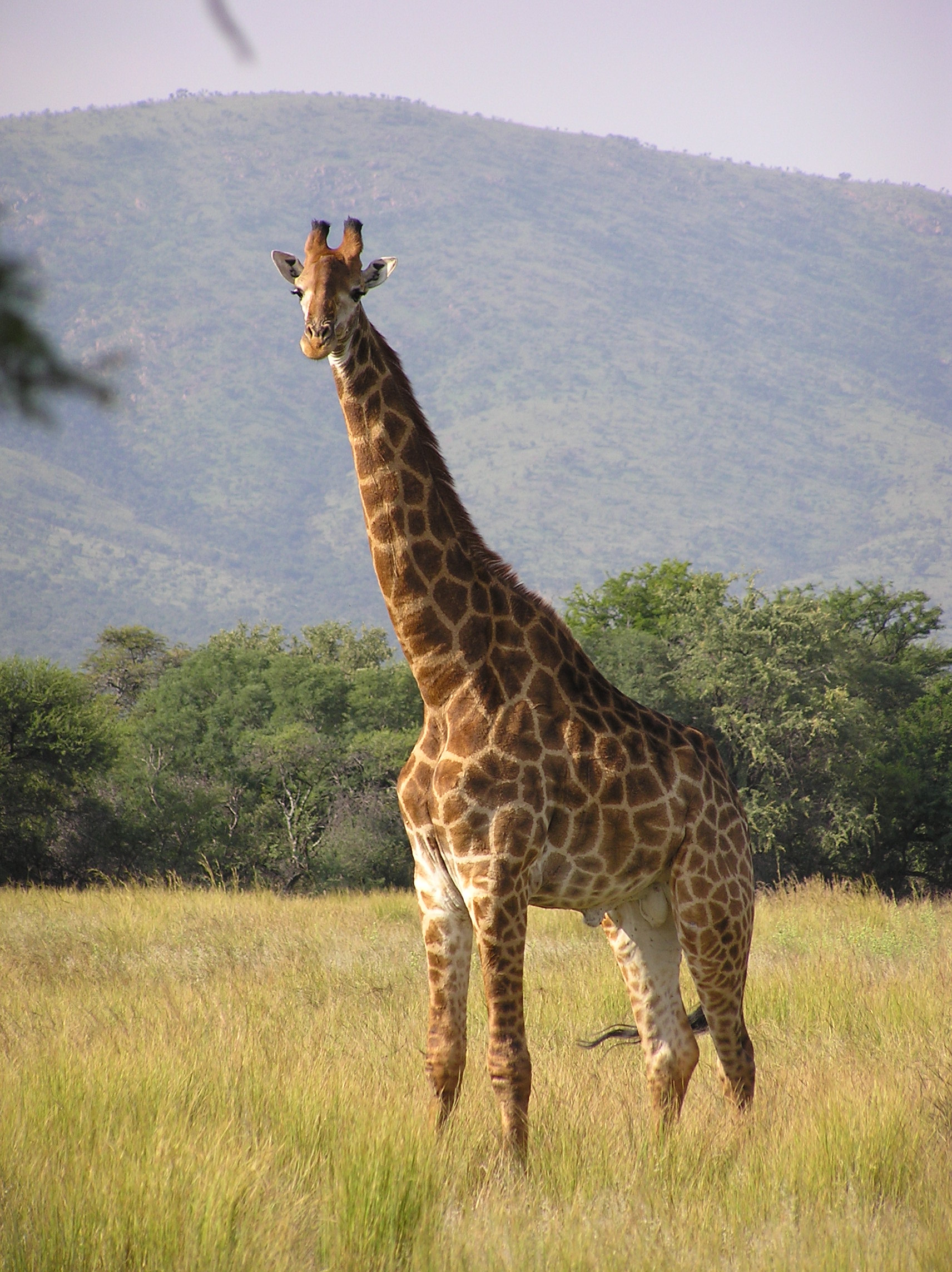 哺乳纲:giraffe_standing.jpg