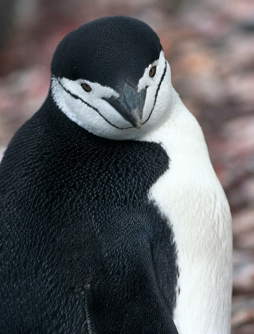 鸟纲:antarctic_antarctic_penguin_js_65.jpg