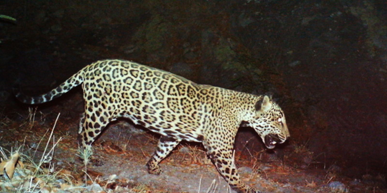 哺乳纲:亚利桑那美洲豹现实.jpg