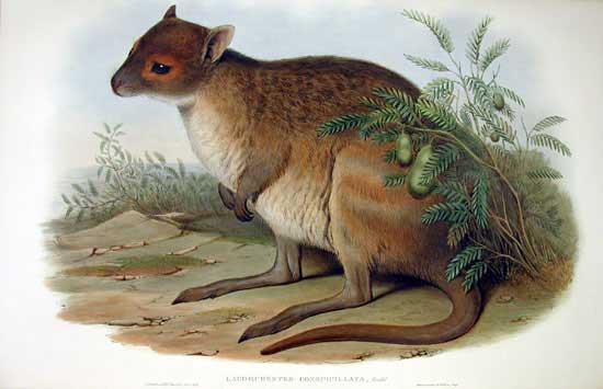 哺乳纲:眼镜兔袋鼠1.jpg