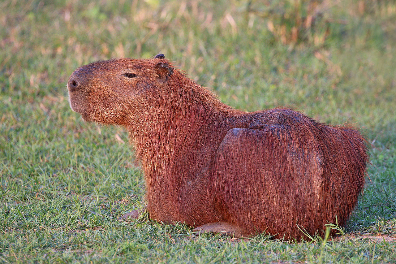 哺乳纲:1280px-capybara_hydrochoerus_hydrochaeris_.jpg