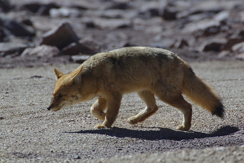 哺乳纲:山狐现实.jpg