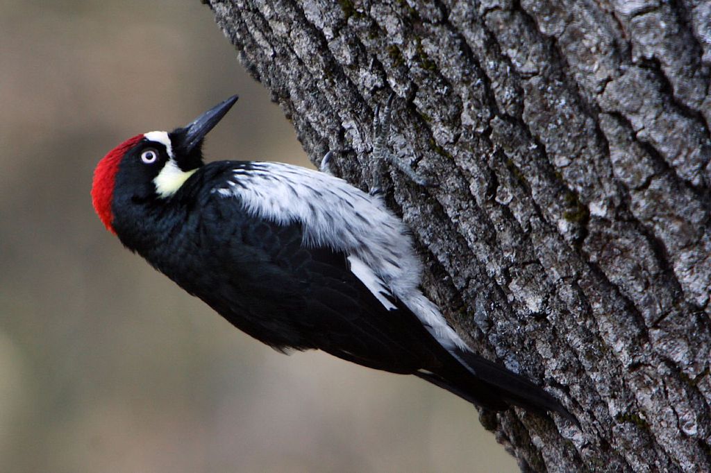 鸟纲:acornwoodpecker.jpg