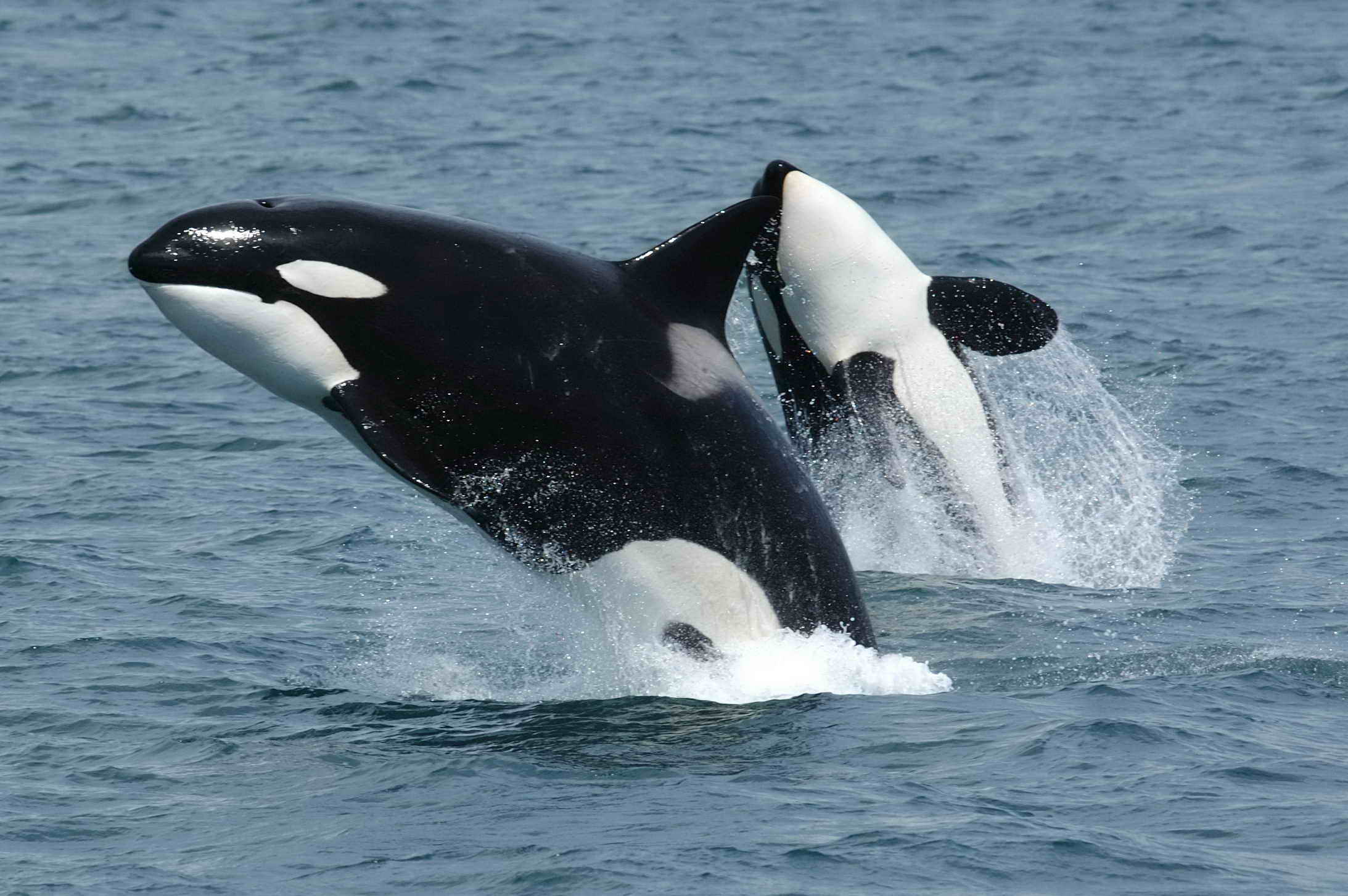 friends:哺乳纲:killerwhales_jumping.jpg