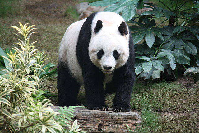哺乳纲:大熊猫1.jpg
