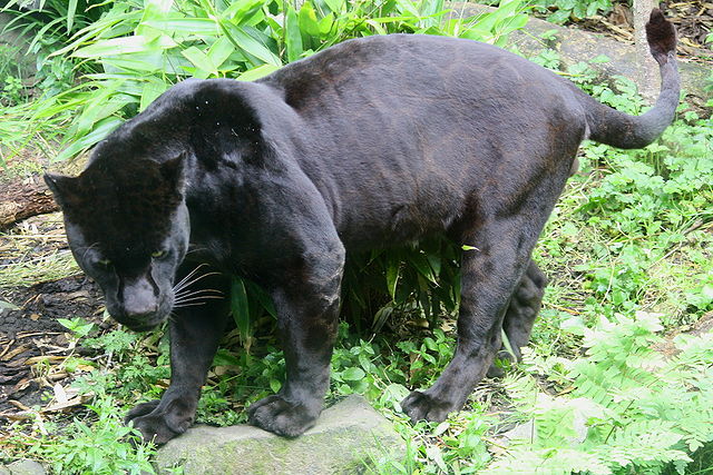哺乳纲:黑美洲豹1.jpg