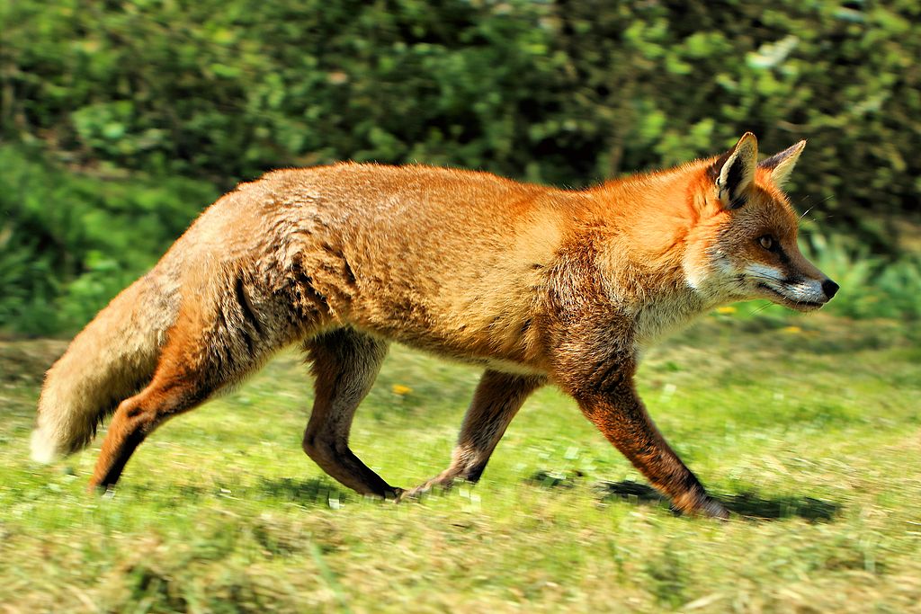 哺乳纲:赤狐.jpg