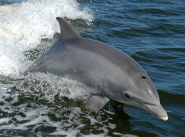 哺乳纲:宽吻海豚1.jpg