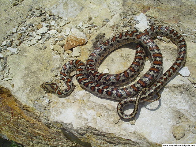 爬行纲:豹纹锦蛇1.jpg