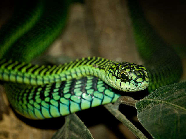 爬行纲:非洲树蛇1.jpg