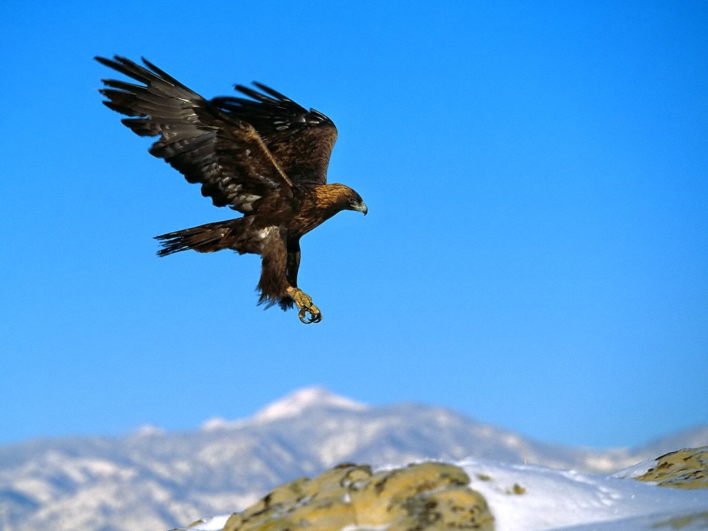 鸟纲:golden_eagle.jpg