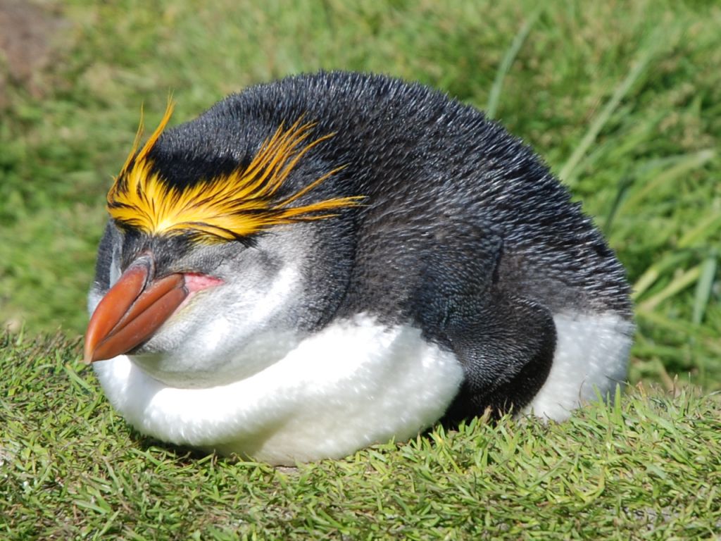 鸟纲:皇家企鹅现实2.jpg