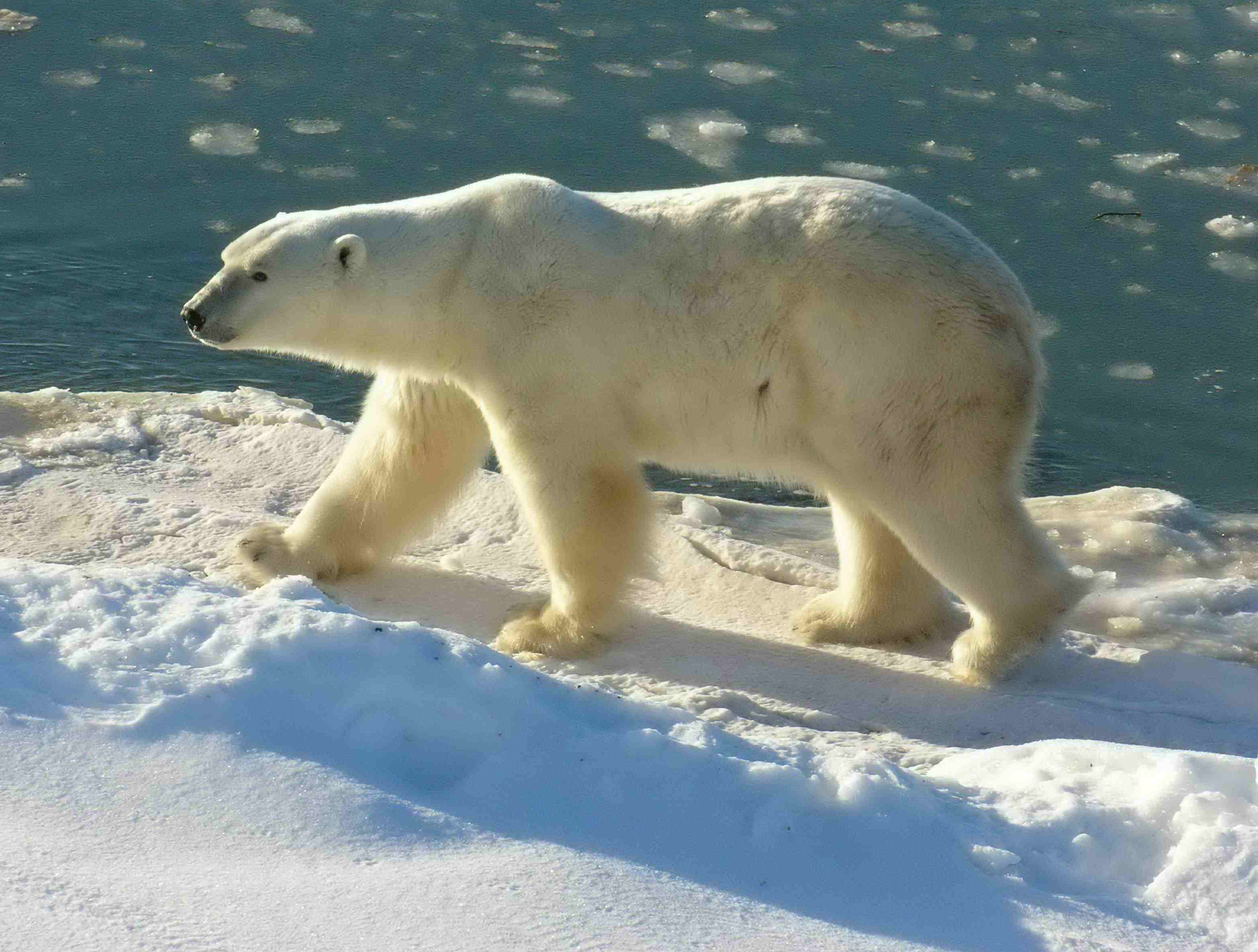 哺乳纲:北极熊1.jpg
