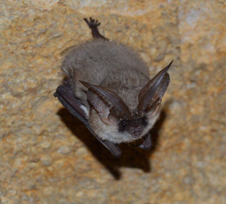 plecotus_austriacus2.jpg
