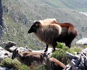 tahr_devils_peak_2004.jpg