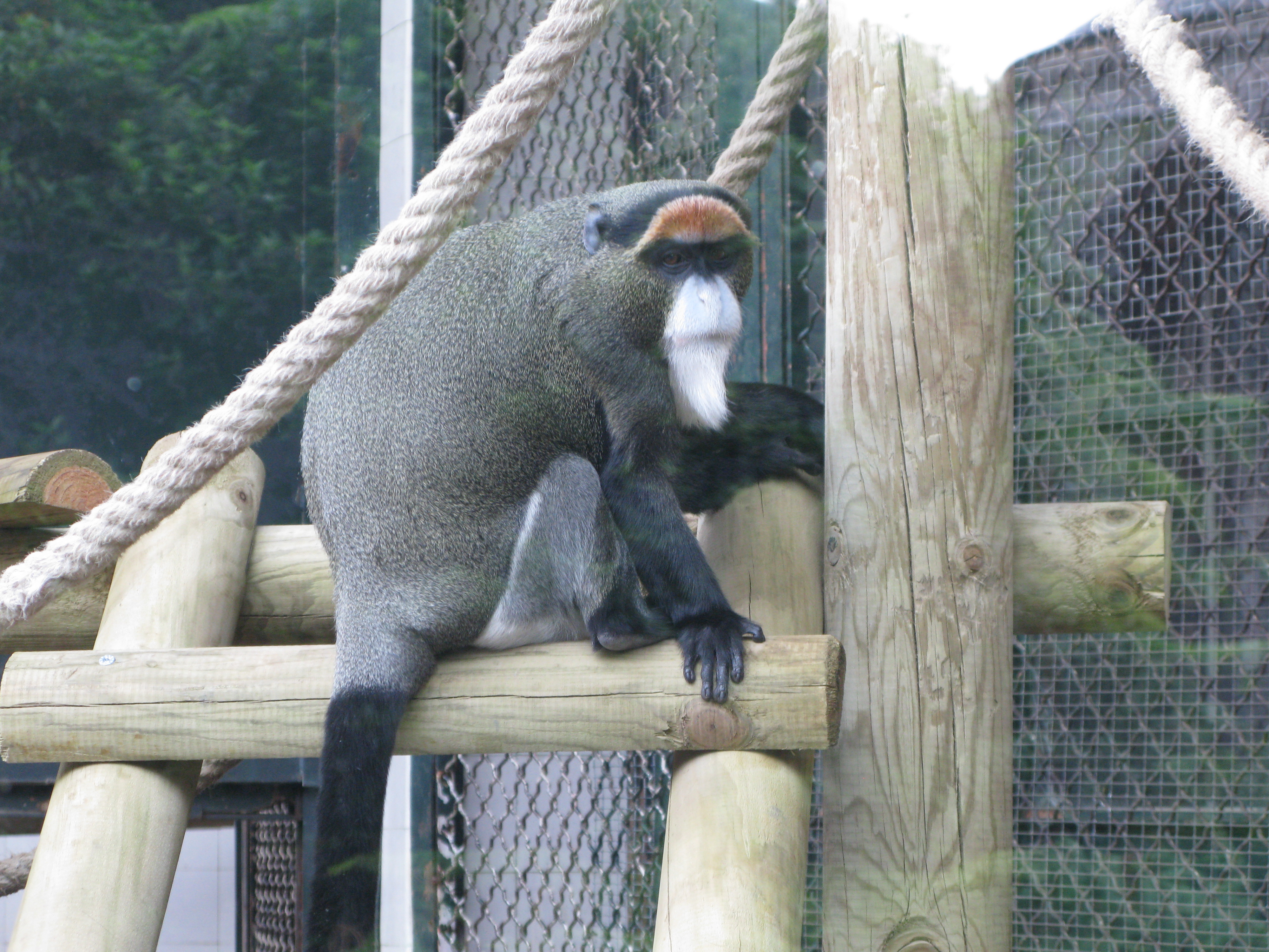 jielbeaumadier_cercopitheque_de_brazza_2_mjp_paris_2014.jpeg