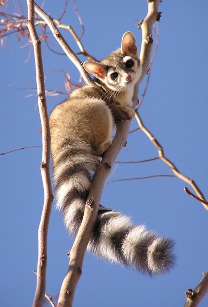 ringtail-422x621.jpg