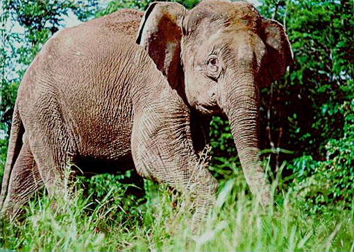 borneo-elephant-plos_biology.jpg