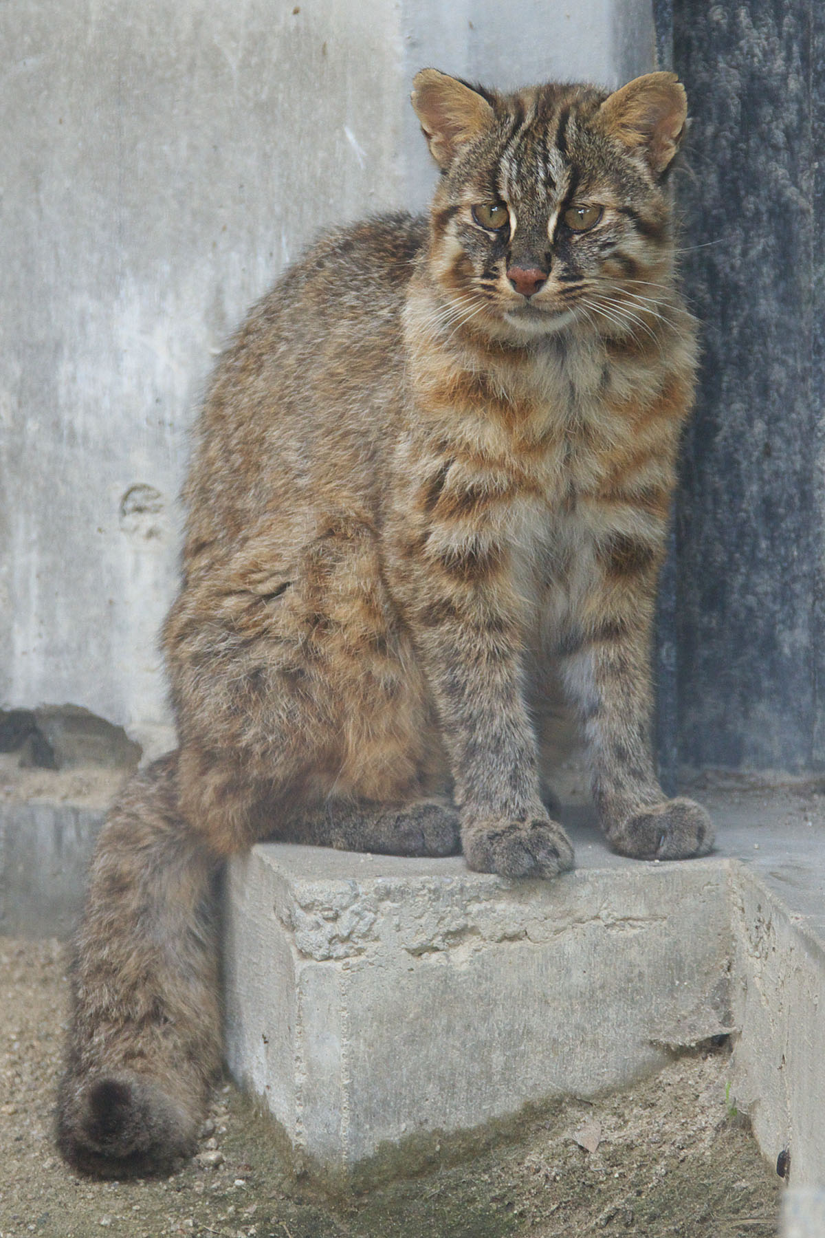 tsushima_cat_001.jpg