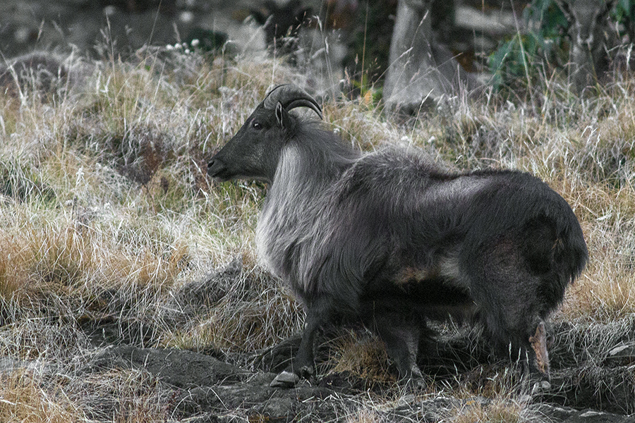 himalayan_tahr_kedarnath_musk_deer_sanctuary_uttarakhand_india_30.11.2015.jpg