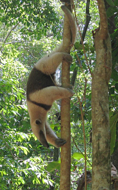 dirkvdm_tamandua.jpg