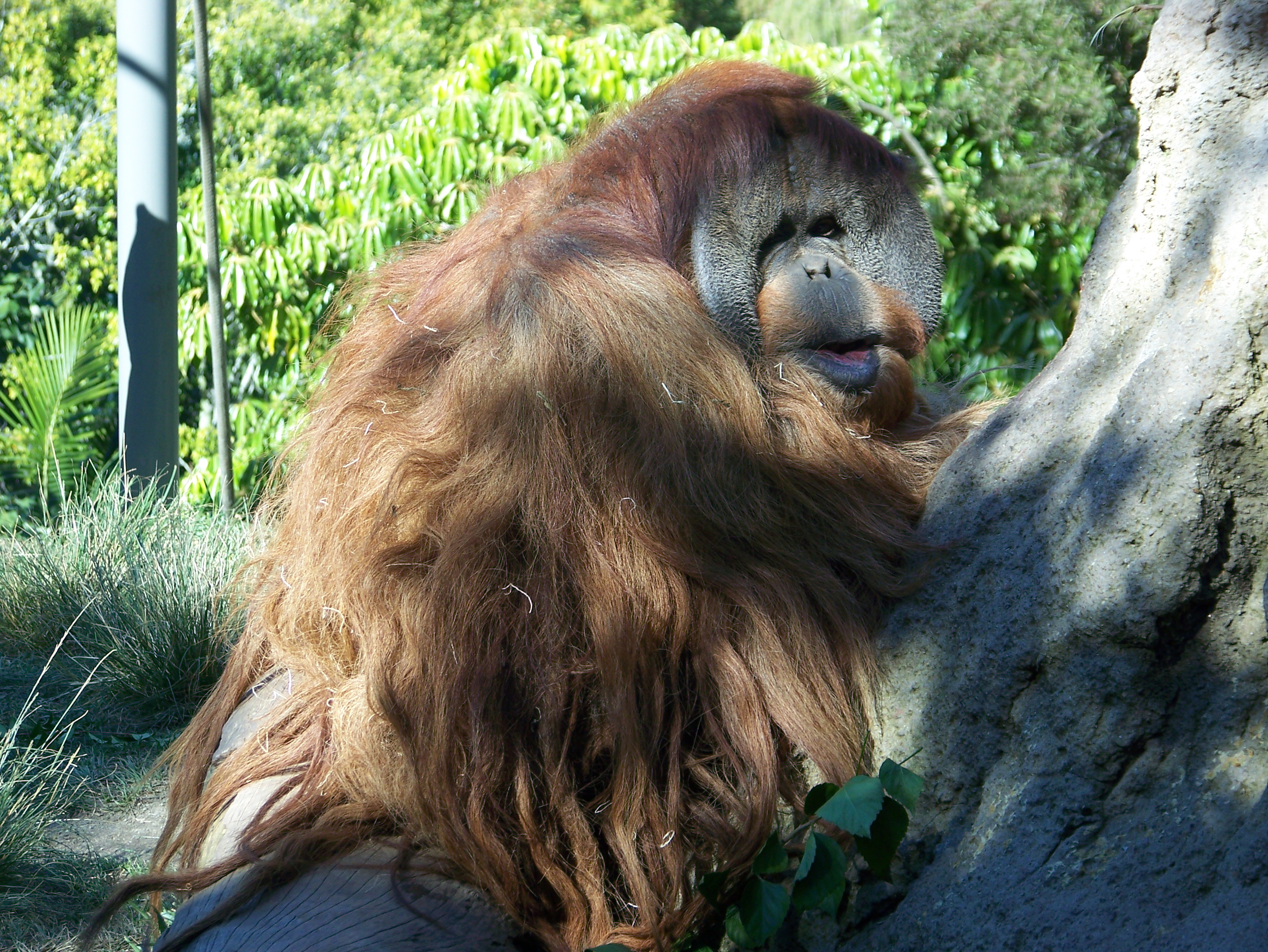 orangutansitsdzoo07.jpg