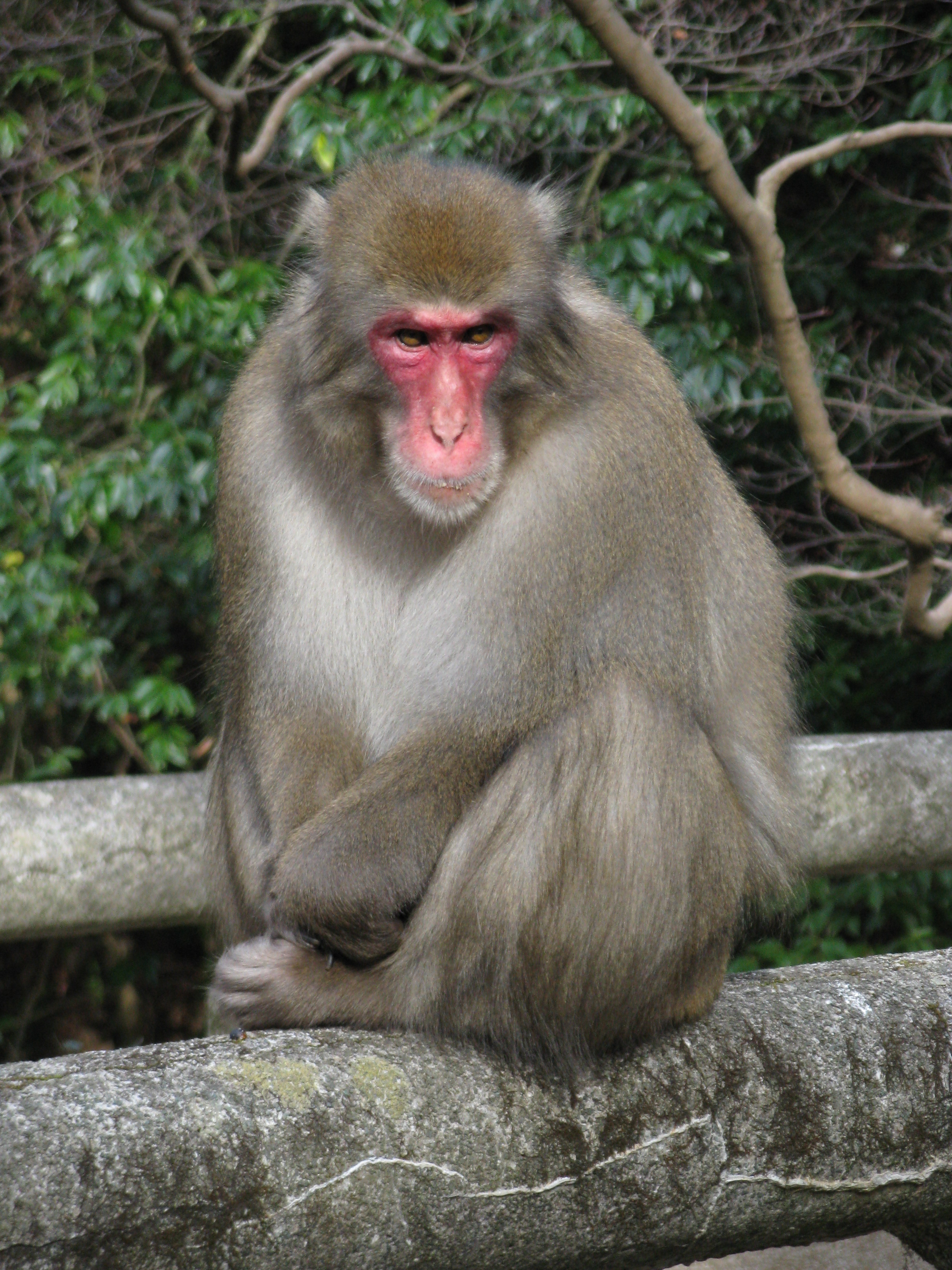 macaca_fuscata_fuscata1.jpg