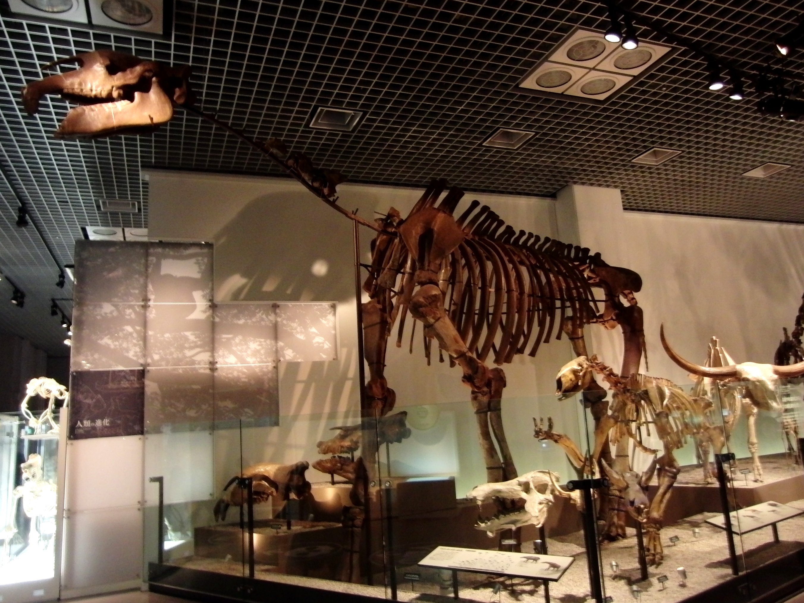 indricotherium.jpg