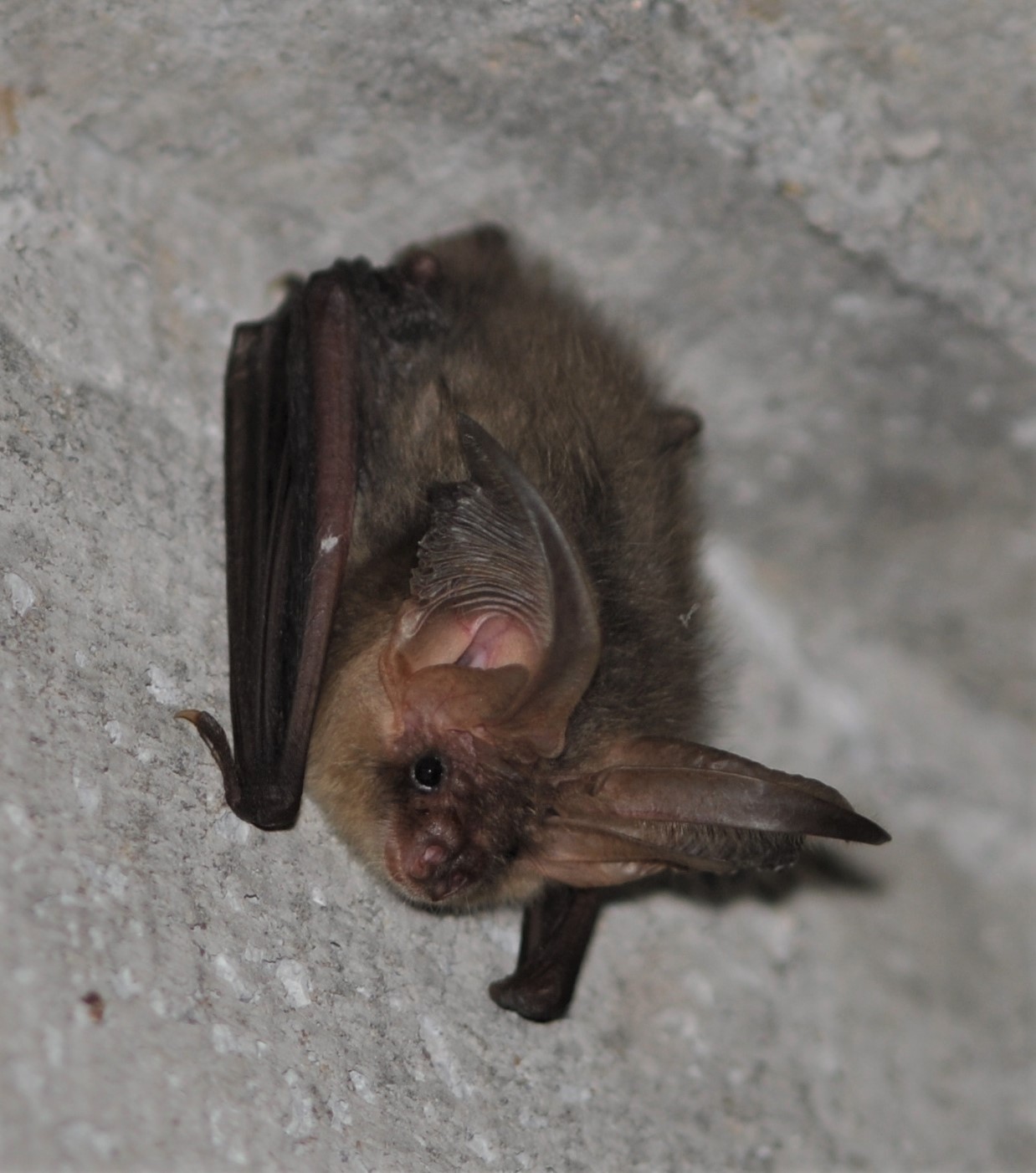 plecotus_auritus_2013-2_cropped_.jpg