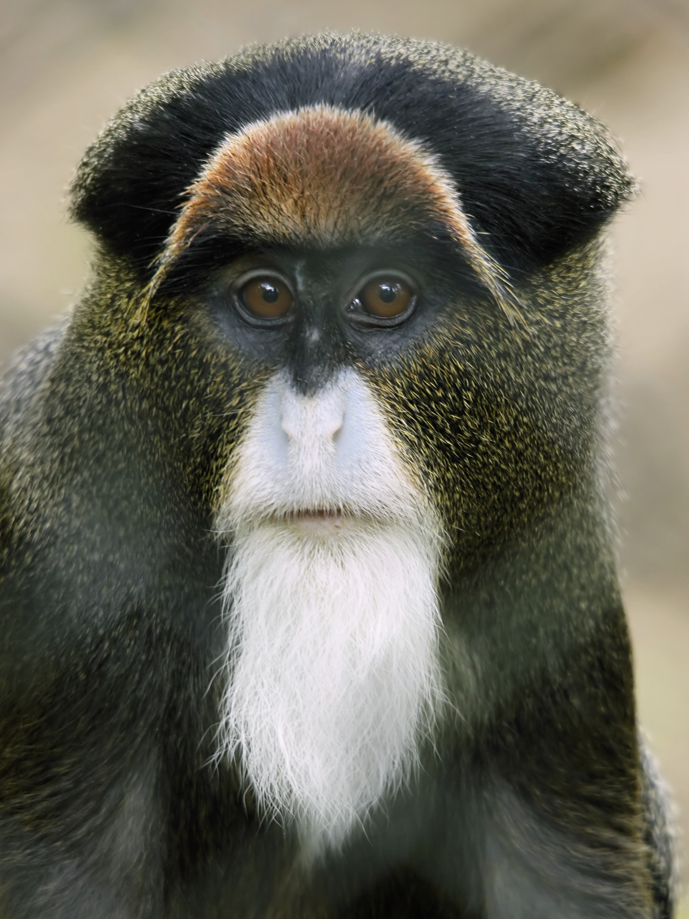 cercopithecus_neglectus.jpg